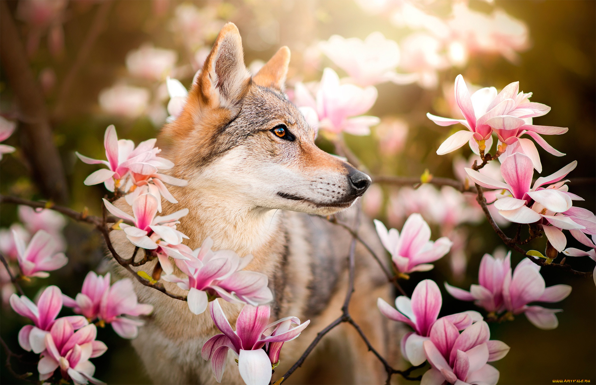 Картинки с животными весенние красивые